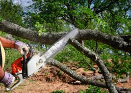 Des Plaines, IL Tree Services Company